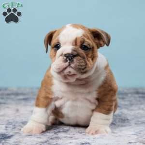 Jewel, Miniature Bulldog Puppy